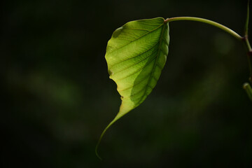 close up of green leaf