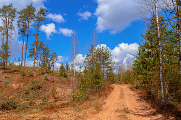 Wood sandy road and a hill with a felled forest