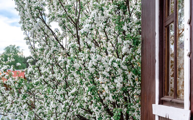 A lush snow-white flowering apple tree in front of a brown wooden village house. Spring landscape, blooming gardens in the garden.