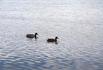 Two ducks swim on the lake.