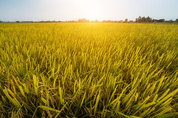 Beautiful golden ear of Thai jasmine rice plant on organic rice field in Asia country agriculture harvest with sunset sky background.