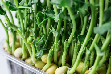 Fresh peas micro green, closeup