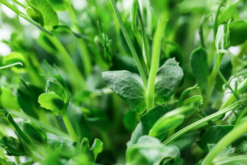 Fresh peas micro green, closeup