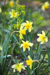 Beautiful narcissus growing in garden