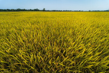 Beautiful golden ear of Thai jasmine rice plant on organic rice field in Asia country agriculture harvest with fluffy clouds blue sky daylight background.