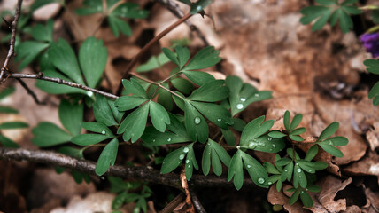 New emerged green leaves with dew drops in the forest, spring natural background