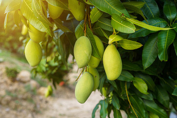 Close up of Fresh green Mangoes hanging on the mango tree in a garden farm with sunlight background harvest fruit thailand.