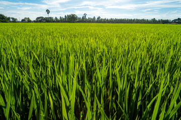 Scenic view landscape of Rice field green grass with field cornfield or in Asia country agriculture harvest with fluffy clouds blue sky daylight background.