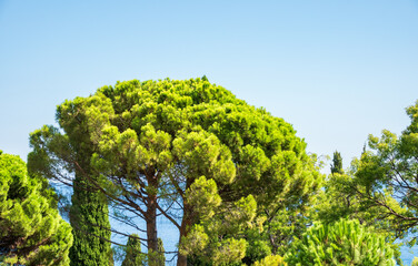 Green pine tree with long needles on a background of blue sky. Freshness, nature, concept.