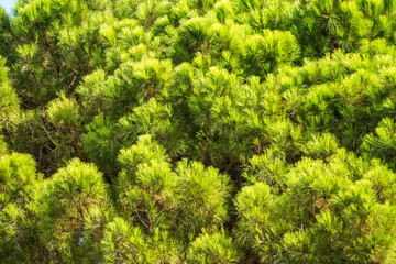 Closeup photo of green needle pine tree. Small pine cones at the end of branches. Blurred pine needles in background