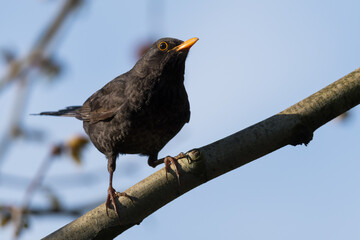 A Male Blackbird Perched on a Branch Is Trying to Keep a Stable Position before Taking Off