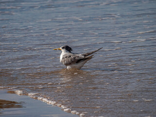  Tern Wet