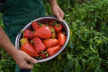 Close up mature man rough hands holding a bowl with red paprika on backyard garden. Proud Caucasian man farmer harvesting vegetables.