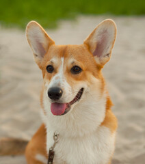 Portrait of a Corgi dog for a walk outdoors in a summer park