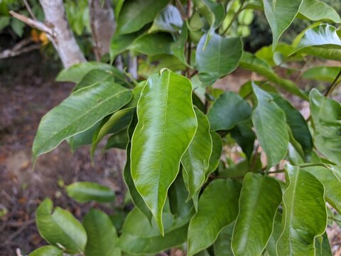 Gaharu Leaf (Aquilaria malaccensis) in the morning