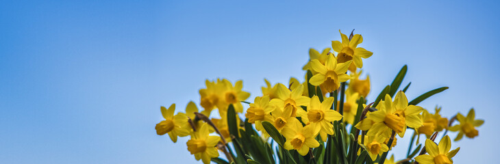 Gelbe Narzissen vor blauem Himmel- Banner für Frühling, Ostern ect.