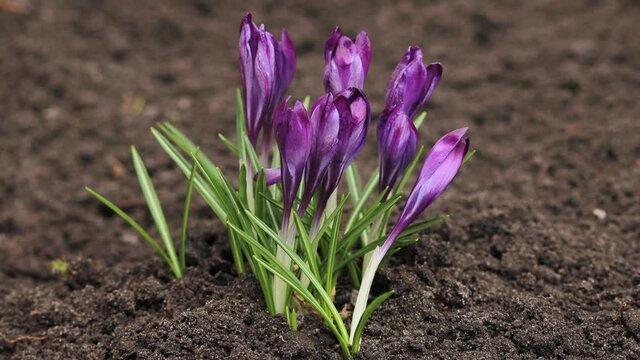 Crocus vernus flowers, Iridaceae family. Beautiful purple crocuses are blooming in the garden.