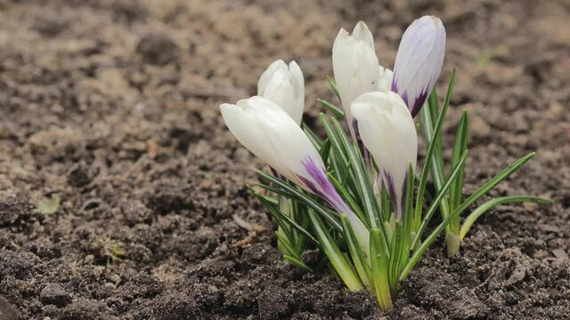 Crocus vernus flowers, Iridaceae family. Beautiful white crocuses are blooming in the garden.