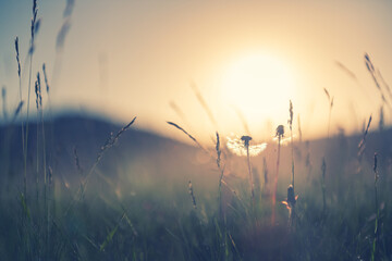 Wild grass with dandelions in the mountains at sunset. Macro image, shallow depth of field. Vintage...
