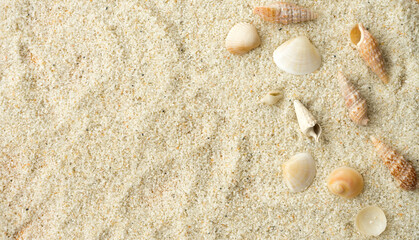Fototapeta na wymiar Beautiful seashells on white sand