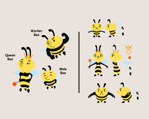 Types of Bee Stages - Queen Bee - Worker Bee - Male Bee