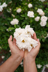 Fototapeta na wymiar Closeup of woman's hand holding beautiful white roses. Selective focus on flowers. Flowers roses flowering in roses garden.