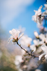 delicate white magnolia flowers in the park