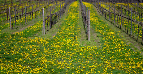 un vigneto primaverile colorato dai denti di leone