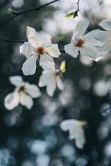 delicate white magnolia flowers in the park