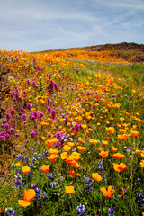 North Table Mountain, California, USA