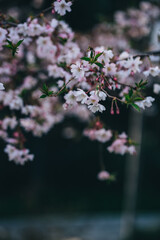delicate pink cherry flowers in the park
