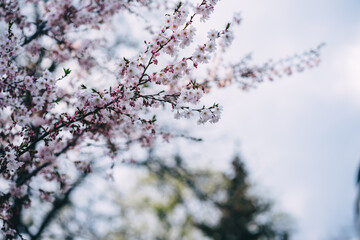 delicate pink cherry flowers in the park