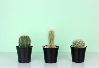 Beautiful cactus plant arrange on white against solft green background