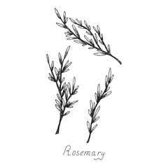 Rosemary. Sprig of plants with leaves. Fragrant Italian seasoning for food. Drawing in the old vintage style. Isolated clipart set on white background. Hand-drawn ink sketch.