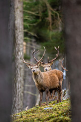 Red deer stag walking amongst the pine trees in Scotland