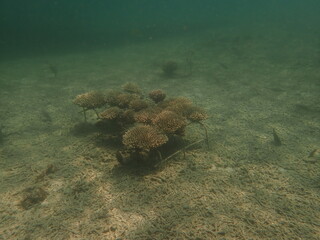 Coral transplant at coral nursery area in Marine park