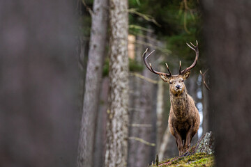 Naklejka premium Red deer stag walking amongst the pine trees in Scotland