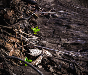Foliage growing through rocks, spring