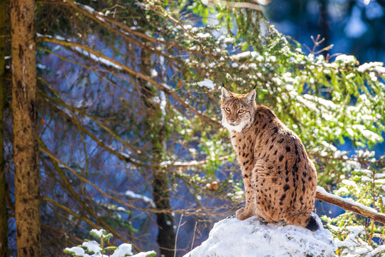 Eurasian Lynx walks around in the forests of Europe