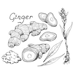 Ginger root. Asian Chinese traditional medicine. Herb. Whole, cuted root, sliced pieces, dry powder, flower, leaves. Spicy condiment. Isolated clipart set, white background. Hand-drawn ink sketch.