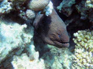 Beautiful moray on the coral reef in the blue ocean, underwater wildlife nature