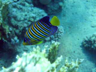 Fototapeta na wymiar Beautiful coral reef fish, underwater wildlife nature