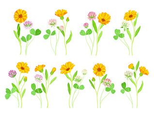 Calendula Plant with Orange Flower Head and Clover on Stem as Meadow Herb Vector Set