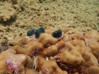 Coral tranplant at coral nursery area in Marine park