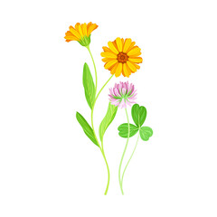 Calendula Plant with Orange Flower Head and Clover on Stem as Meadow Herb Vector Illustration