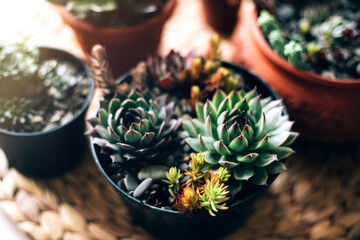 Kitchen table with home plants. Top view.