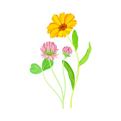 Calendula Plant with Orange Flower Head and Clover on Stem as Meadow Herb Vector Illustration