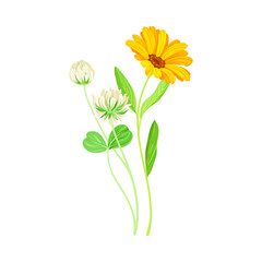 Orange Flower of Calendula Plant and Clover on Thin Stem as Meadow Herb Vector Illustration