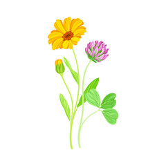 Orange Flower of Calendula Plant and Clover on Thin Stem as Meadow Herb Vector Illustration