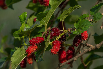 The bright red mulberry is at Mulberry and green leaves